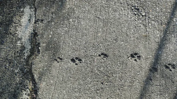 Pegadas de cão no fundo do chão de cimento cinza — Fotografia de Stock