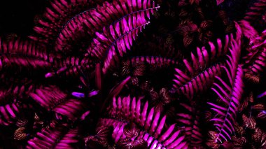 Tropikal pembe yaprak, kontrast ile dikey bahçe