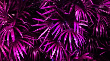 Tropikal pembe yaprak, kontrast ile dikey bahçe