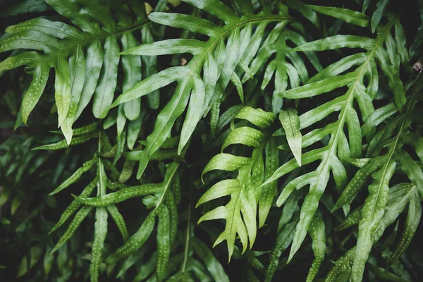 Tropiska gröna blad — Stockfoto