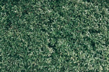 Tropik yeşil yaprak arkaplan, Koyu ton teması.