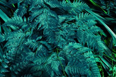 karanlık arka planda tropikal yaprak orman kızdırma. 