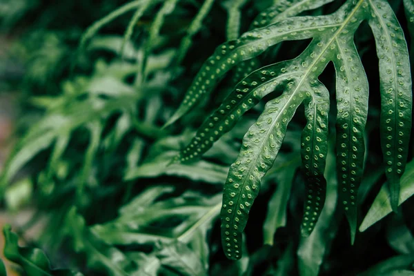 Tropical green leaf background, Dark tone theme.