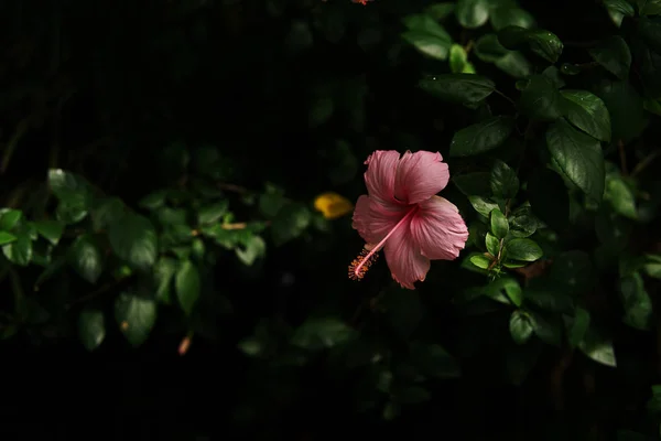 어두운 녹색 배경에 있는 분홍빛 히비스커스 ( 히비스커스 로사시넨 시스 ). — 스톡 사진