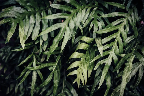 Fundo de folha verde tropical, Tema de tom escuro. — Fotografia de Stock