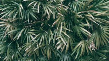 Tropik yeşil yaprak arkaplan, Koyu ton teması.