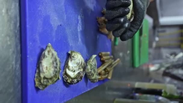 Mejillones ecológicos limpios, ostras, chef, cocinero abre con un cuchillo. Vídeo vertical. Primer plano . — Vídeos de Stock