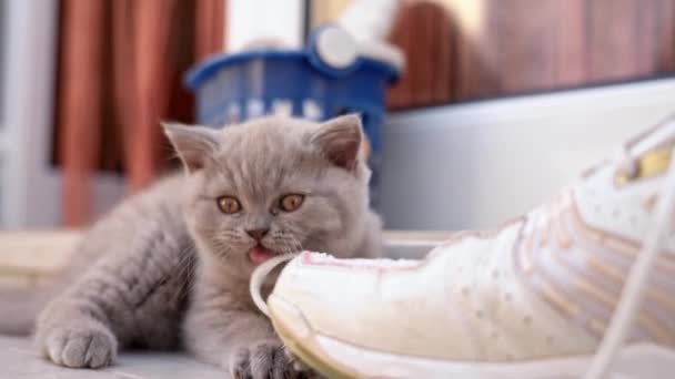 İngiliz soyundan gelen kedi yavrusu, spor ayakkabısının bağcıklarıyla eğlenceli bir şekilde oynanır. Yavaş çekim. — Stok video