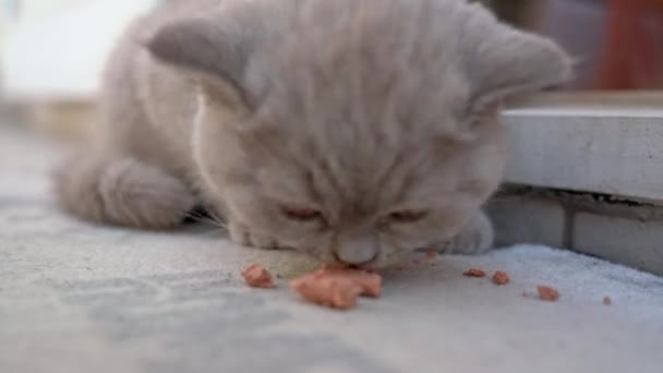 새끼 고양이 한 마리가 엄마 고양이와 함께 마당에 있는 애완 동물을 위해 맛있고 건강에 좋은 음식을 먹는다.. — 비디오