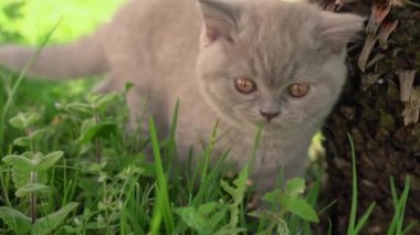 Küçük İngiliz, sarkık kulaklı kedi yavrusu bahçede yeşil ot çiğniyor. Güneşli bir gün.