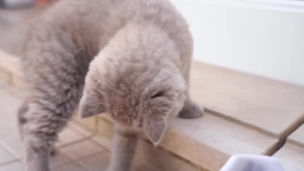 De Britse lop-eared kitten wordt gespeeld met schoenveters. Langzame beweging. — Stockvideo