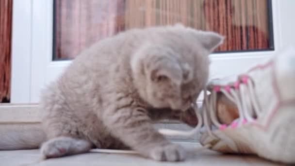 Het kitten van het Britse ras wordt amusant gespeeld met veters van sneakers. Langzame beweging. — Stockvideo