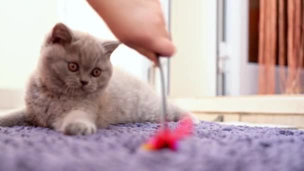 Een Brits ras kitten wordt gespeeld met een kind met een speeltje op het tapijt. Langzame beweging. — Stockvideo