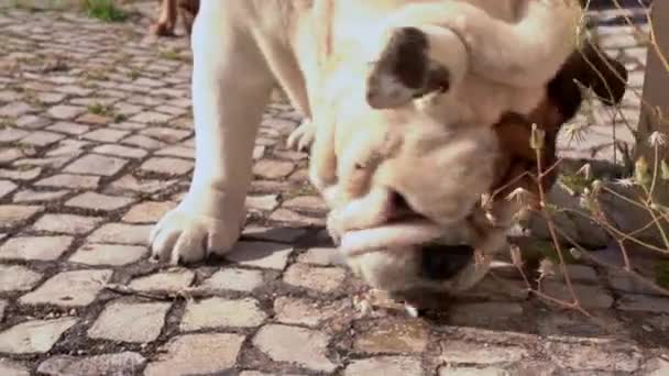 Een hond, rasmastiff, eet voedsel van de grond op straat. Close-up. — Stockvideo