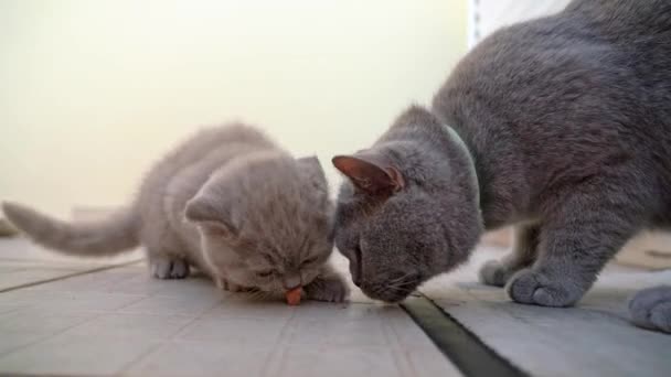 Egy kis brit fülbevaló cica, egy anyamacska, eszik ízletes, egészséges élelmiszer háziállatok az udvaron. — Stock videók