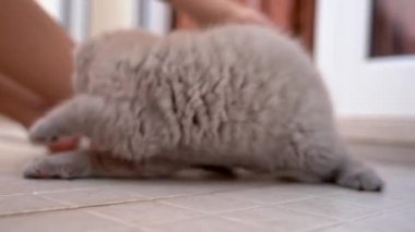 Komik, kıvrık kulaklı kedi yavrusu bahçede çocuklu bir oyuncakla oynuyor..