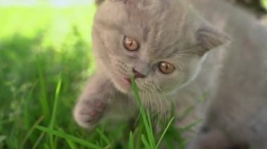 Küçük İngiliz, sarkık kulaklı kedi yavrusu bahçede yeşil ot çiğniyor. Güneşli bir gün.