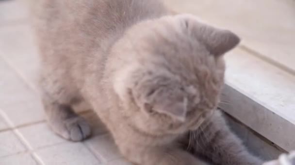 De Britse lop-eared kitten wordt gespeeld met schoenveters. Langzame beweging. — Stockvideo