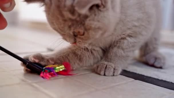 Británico lop-eared gatito juega con un juguete mientras está acostado en un tapete. Movimiento lento. — Vídeo de stock