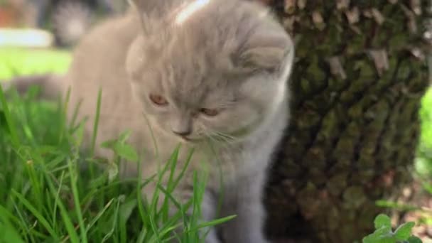 Klein brits lop-eared kitten kauwt groen gras in de tuin. — Stockvideo