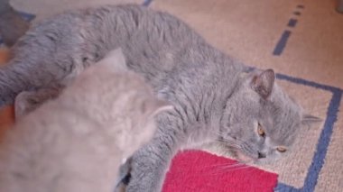 İngiliz sarkık kulaklı bir kedi yavrusu anne kediyle oynanıyor..