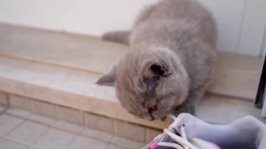 İngiliz soyundan gelen kedi yavrusu, spor ayakkabısının bağcıklarıyla eğlenceli bir şekilde oynanır. Yavaş çekim.