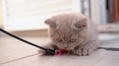 İngiliz sarkık kulaklı kedi yavrusu bir oyuncakla oynanır. Yavaş çekim.