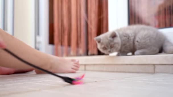 Divertido británico lop-eared gatito se juega con un juguete con un niño en el patio. Movimiento lento . — Vídeos de Stock
