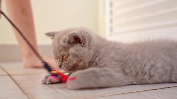 Британская порода котенка играет с ребенком, игрушкой. Медленное движение. — стоковое видео