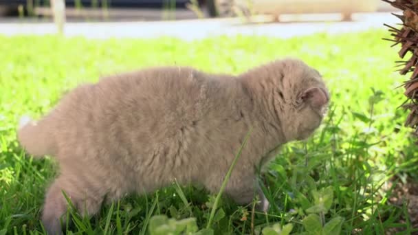 Un petit chaton britannique à oreilles nues mâche de l'herbe verte dans le jardin. Journée ensoleillée.