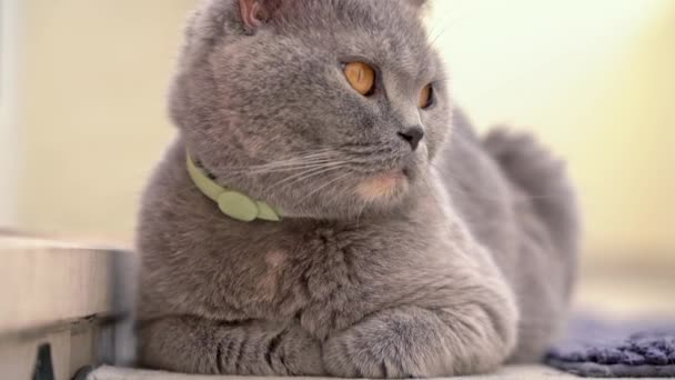 Le chat, une race britannique à oreilles nues, est assis sur les escaliers dans la cour. Gros plan. — Video