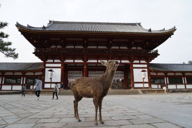 Geyik ve Todaiji Tapınağı