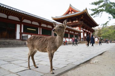 Geyik ve Todaiji Tapınağı