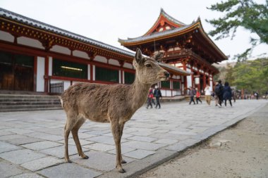 Geyik ve Todaiji Tapınağı