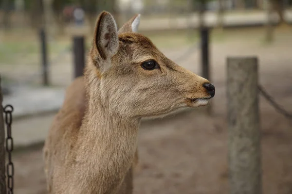 Nara cervo — Foto Stock