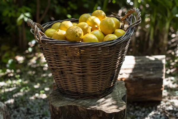Taze limon tam bir hasır sepet.