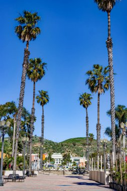 Ventura şehir merkezine uzanan palmiye ağacı yolu.