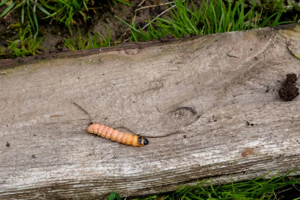 Balmumu güve tırtılı