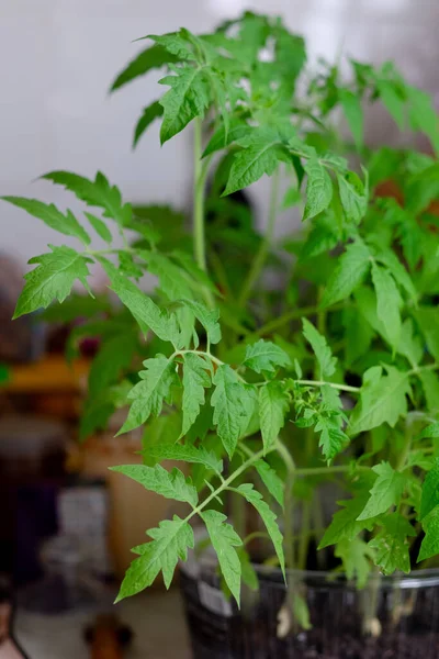 家中的番茄芽 — 图库照片