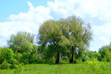 Yeşil yaz parkı, ağaçlar ve taze çimlerle birlikte doğa.