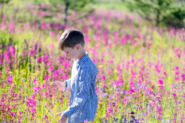 Parlak çiçeklerle dolu bir tarlada mutlu bir çocuk. Pembe çiçekli bir tarla. Çocuk tarlada çiçek topluyor.
