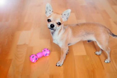 Chihuahua evde kemikle oynuyor. Tasmalı bir köpek. Dekoratif köpek. Köpek oyuncakları.