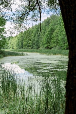 Suyla yaz manzarası. Ormanın ortasındaki göl. Gölde sazlıklar. Volga nehri akıyor
