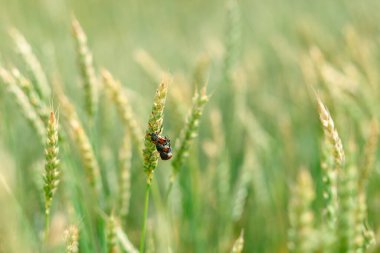 Yeşil yapraklı bir böcek. Bitki başına 3 böcek. Böcekler çiftleşir. Böceklerin üremesi. Sahadaki haşereler. Çavdar tarlasında