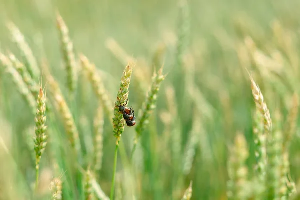 Yeşil yapraklı bir böcek. Bitki başına 3 böcek. Böcekler çiftleşir. Böceklerin üremesi. Sahadaki haşereler. Çavdar tarlasında