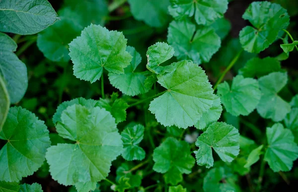 Зеленые Листья Фона Centella Asiatica Травка Стране Зеленое Растение — стоковое фото