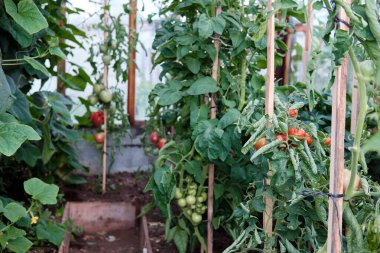 Bir serada büyüyen domates bitkileri. Yaz hasadı. Bahçecilik. ayırıcı odak
