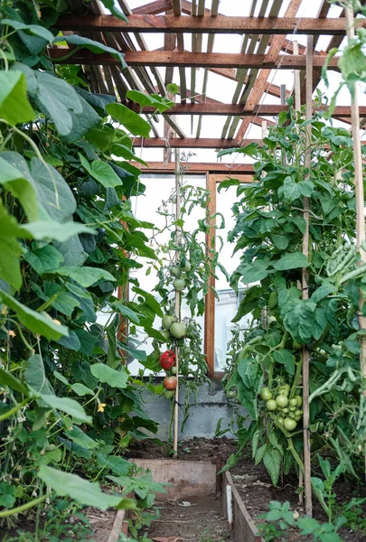 Bir serada büyüyen domates bitkileri. Yaz hasadı. Bahçecilik. ayırıcı odak