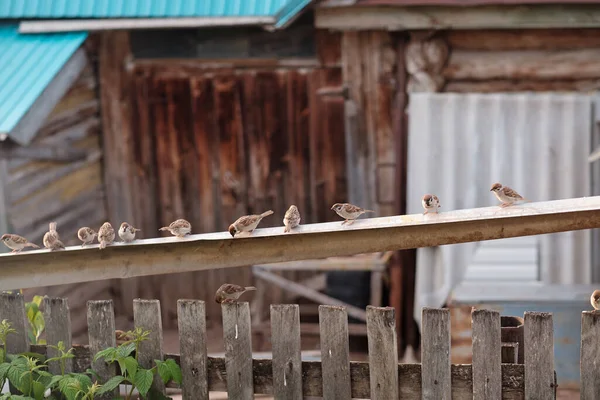Sparrows Fence Flock Birds Social Distancing — Stock Photo, Image