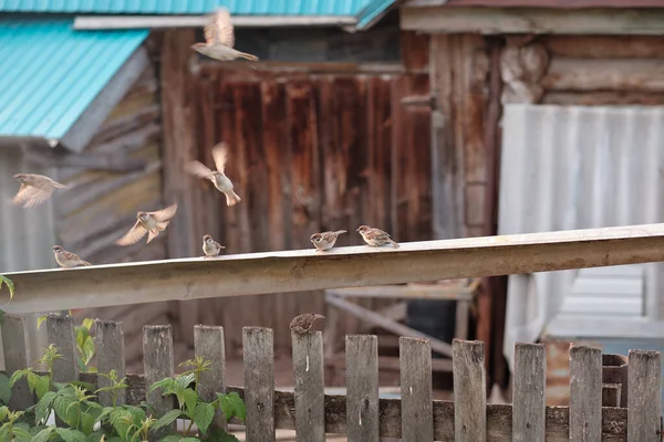 Σπουργίτια Στο Φράχτη Σμήνος Πουλιών Κοινωνική Απόσταση — Φωτογραφία Αρχείου